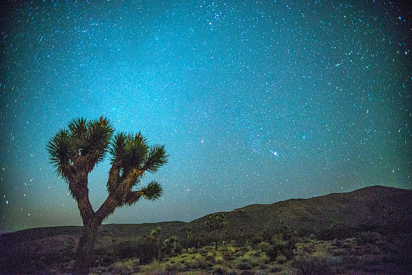 Joshua Tree, California