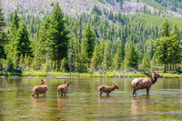 Yellowstone Elk, Wyoming