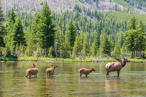 Yellowstone Elk, Wyoming