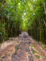 Bamboo Forrest, Maui, Hawaii