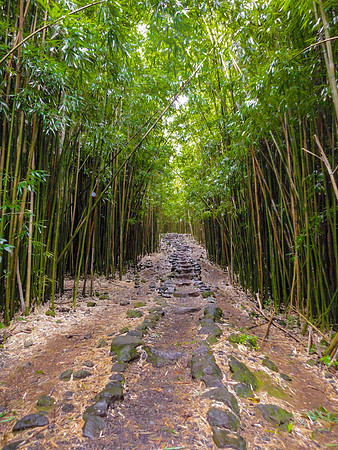 Bamboo Forrest, Maui, Hawaii