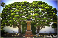 Bonsai-ed Hollywood Junipers, Encinitas, CA