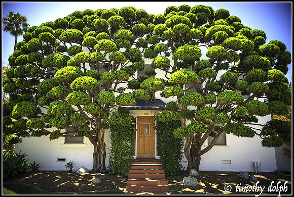 Bonsai-ed Hollywood Junipers, Encinitas, CA