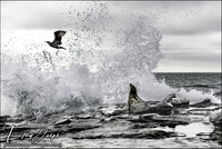 Wet Seal, La Jolla