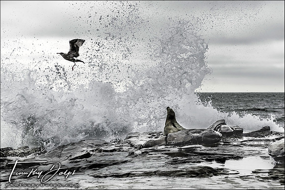 Wet Seal, La Jolla